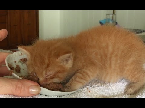 Cheddar the tiny kitten learns to Eat from a Bowl - ADORABLE!