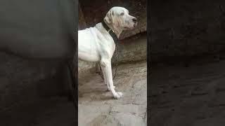 Bully Kutta Puppies Videos