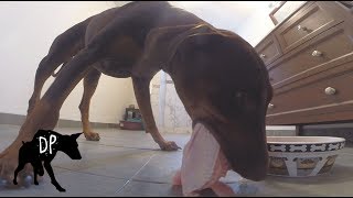 Download lagu Doberman eating raw food |  B.A.R.F Diet mp3