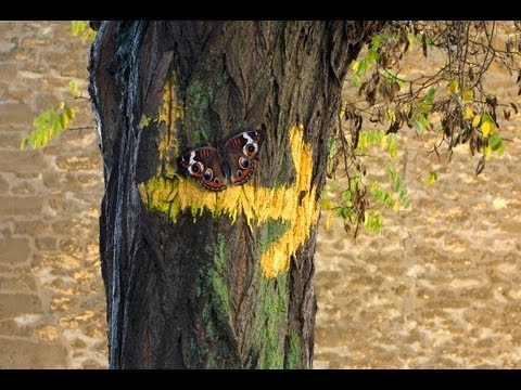 Keimzeit Akustik Quintett     Schmetterlinge (auf dem Jakobsweg)