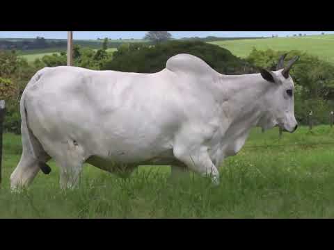 XILHA FIV DA FM - LT 12