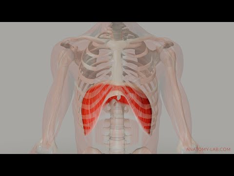 The Movement of the Diaphragm (3D Anatomy)