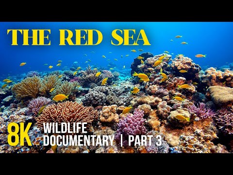 Red Sea Treasures 8K | Colorful Underwater Creatures and the Mystery of the Thistlegorm Ship - #3