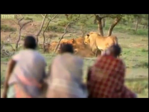 Man vs Nature   Lion Vs Man   Theif Vs Lion
