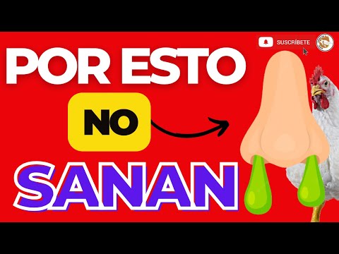 , title : '💪🏽Como usar los ANTIBIOTICOS para SANAR Rápido los Pollos de Engorde ☝🏽'