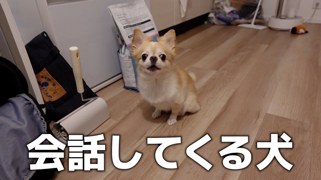 ごはん要求してくる犬、会話が成立してしまった件