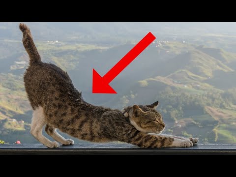 Warum sich deine Katze streckt, wenn sie Dich sieht!