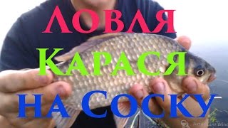 Все о ловле карася на соску