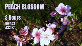 Download lagu 3 Hours with a Living Peach Blossom | Slow Down and Feel (432Hz, No Ads) mp3