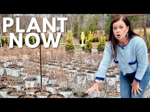 What I’d Plant Right Now (If I Were Building a Brand-New Garden)