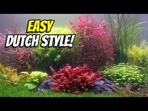 Complete Planted Aquarium Setup Guide | Dutch Aquascape