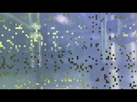 AMANO SHRIMP (breeding successful)