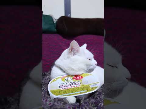 youtube-動物記事1970/01/01 09:00:00