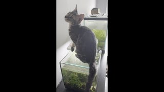One Kitten's Mission: Gets Them All to Play