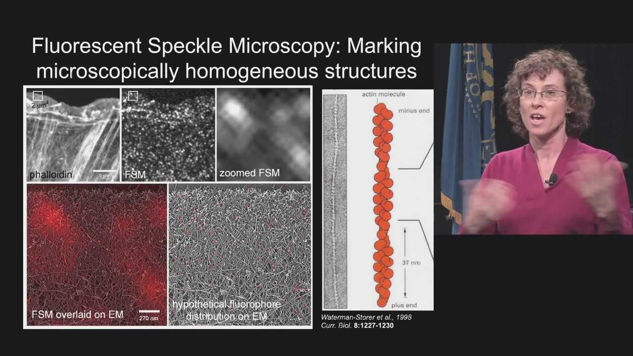 IRP Scientific Imaging Webinar (Part 3) - Clare Waterman, NIH Scientist