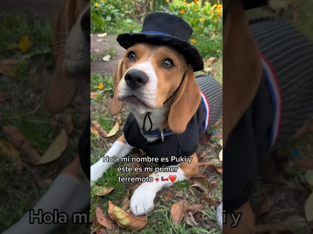 Vídeo relacionado con Teddys Rothenburg Beagle - Peluche de perro tumbado (28 cm)