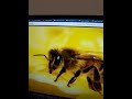 Danny And Daddy Duet Chick Frog Squirrel Fish Turtle Bee
