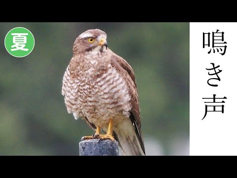 ブタストゥル・インディクス