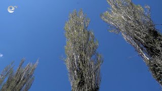 Опасни тополи застрашават живущите в района на ул. “Юмер Лютви“ в Кърджали