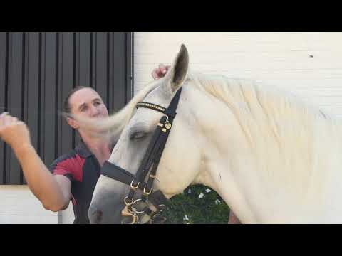 Grooming the mane and tail with the SA Lipizzaners