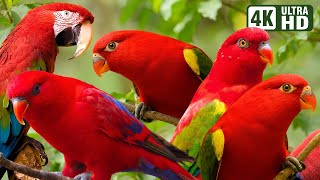 BEAUTIFUL RED PARROTS | AMAZING BIRDS | BIRDS SOUNDS FOR RELAXING | STUNNING NATURE | STRESS RELIEF