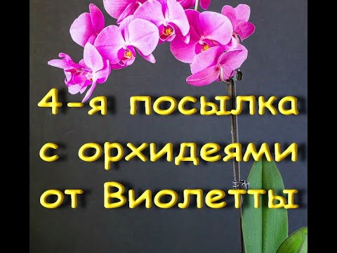 4-я ПОСЫЛКА с ОРХИДЕЯМИ от Виолетты!!!