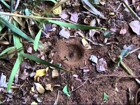 download lagu mp3 mp4 Formica Leone, download mp3 Formica Leone free download, download mp3 Formica Leone