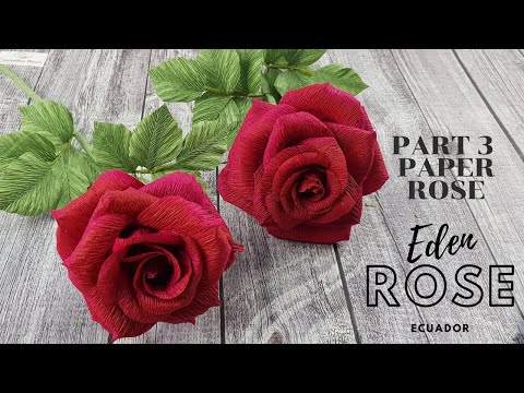 Paper Rose - How to make Eden Rose Ecuador from crepe paper
