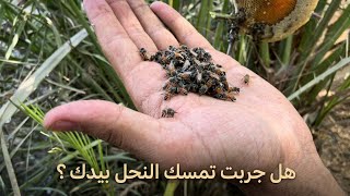 قص خلية عسل بوطويق من موسم السمر الحمدلله