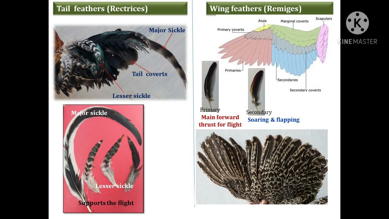 Avian Feather Part 2: Structure and types of Feather 🪶