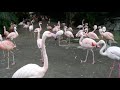 Flamingos LA Zoo Los Angeles California USA January 12 2023 Animals Conservation