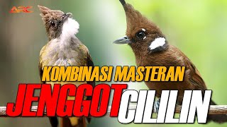 Download lagu MASTERAN CUCAK JENGGOT VS CILILIN | MASTERAN WAJIB MURAI BATU mp3 Download lagu MASTERAN CUCAK JENGGOT VS CILILIN | MASTERAN WAJIB MURAI BATU mp3
