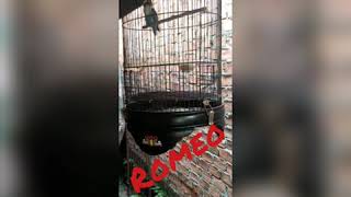 Download lagu Love bird Romeo mp3