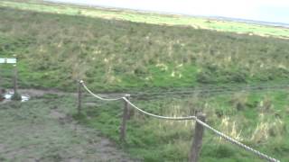 Het Verdronken Land van Saeftinghe