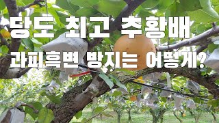 아는사람만 먹는다는 추황배. 껍질 검은변색 없애려면 어떻게? 배농가는 꼭 한번 보세요. 배 과피흑변 방지기술