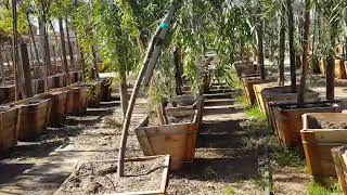 Buying a Tree?  Here Are Ones to Avoid.