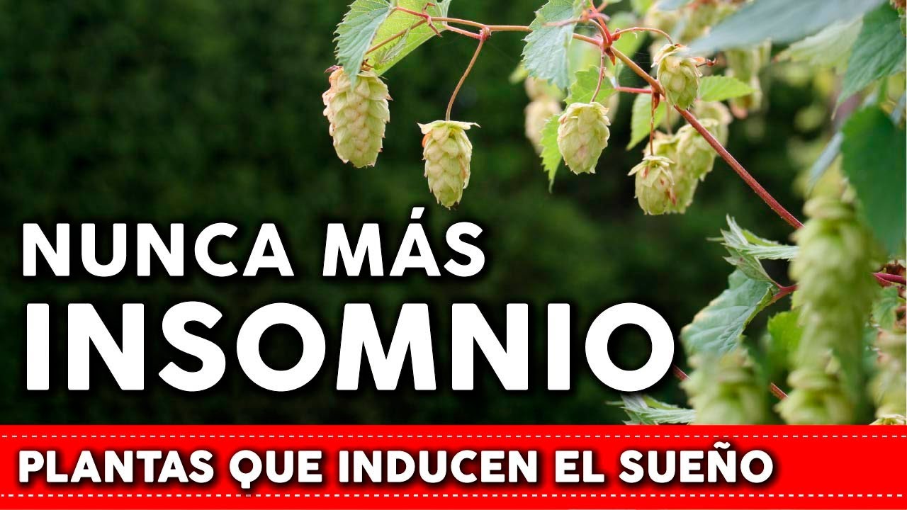 6 Plants to SLEEP DEEPLY all night long - Rest like never before