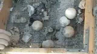 Loggerhead midwifery