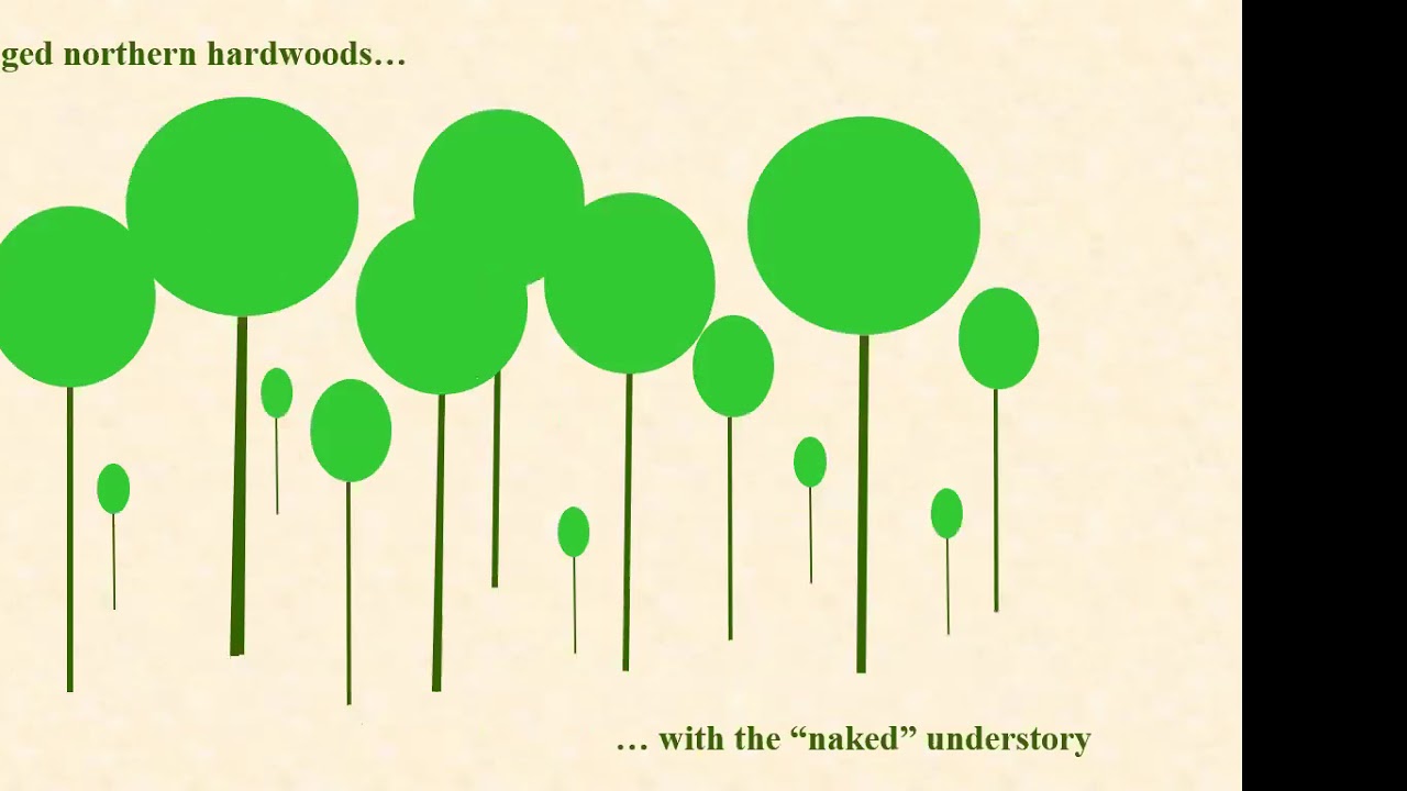 The Inverse Illusion: A Two-Sided Story of Tree Ages