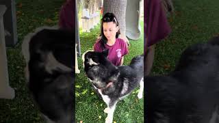 Video preview image #1 Siberian Husky Puppy For Sale in Pasadena, CA, USA