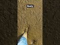 That S Not Mud Manure Farming Shorts Dairy Farmer Agriculture