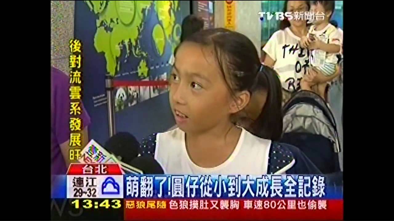 貓熊「團圓」10歲! 竹筍屋蛋糕慶成家