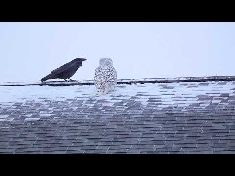 A Snowy Owl And A Raven Have A Mesmerizing Stand-Off During A Winter Storm