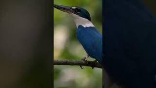 Download lagu Suara burung yang sangat familiar , Burung tengkek udang #shorts #shortfyp #shortsvideo mp3