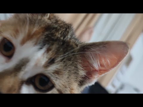 Kako naučiti sufaru?