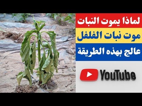 , title : 'سبب موت نبات الفلفل والباذنجان والطماطم اعرف السبب والعلاج'