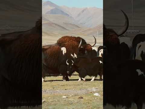 The Biggest Yak Breeding Problem❗️| Wild Yak Hanging With Domestic Yaks #angry #animals #tibet