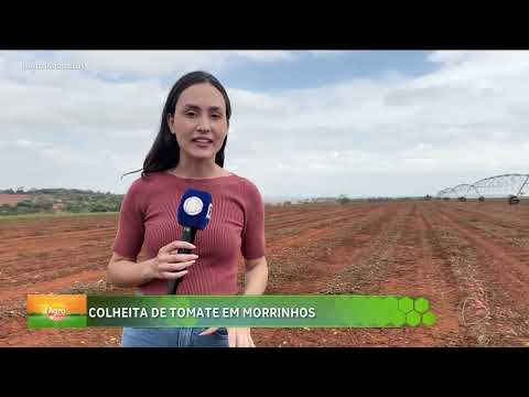 Colheita de tomate em Morrinhos é tradição de décadas