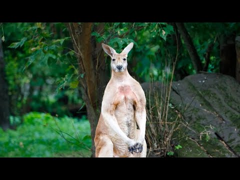 KENGUR 🦘🦘🦘 EDUKATIVNI VIDEO ZA DECU 🤎