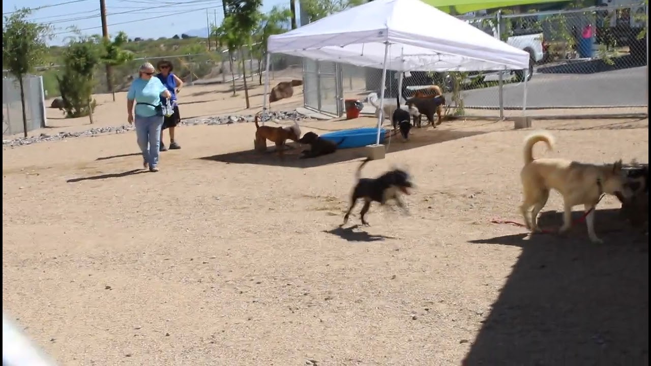 Enlarge Camela, a Adoptable Mixed Breed in Las Cruces, NM video 5/5